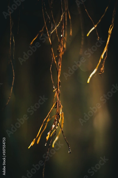 Obraz Root on black background