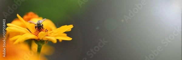 Obraz Banner. Bee. The bee collects nectar on bright yellow flowers. Macro horizontal photography