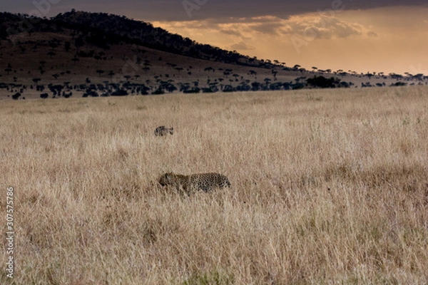 Fototapeta Leopard (Panthera pardus) 