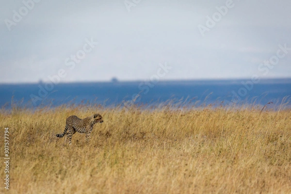 Fototapeta Gepard - Acinonyx jubatus