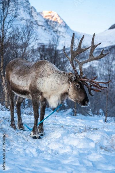 Fototapeta reindeer in its natural environment in scandinavia .Tromso Lapland