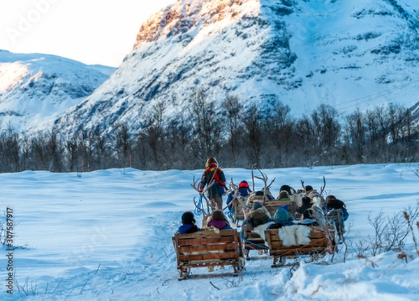 Fototapeta Sami guides with tourists on reindeer sleds