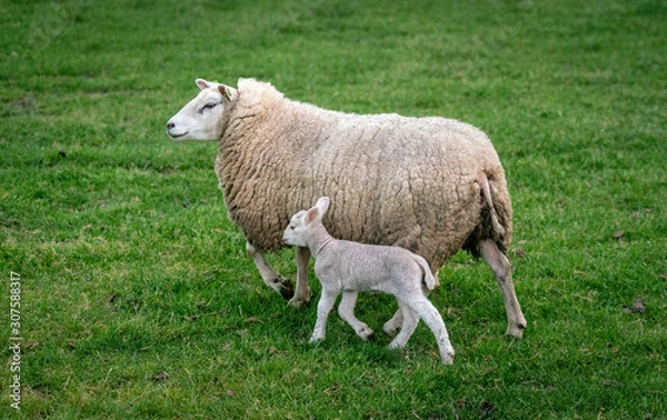 Fototapeta Sheep with lambs in field near Loenen (The Netherlands)