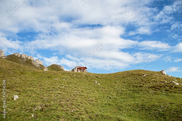 Obraz Mucca