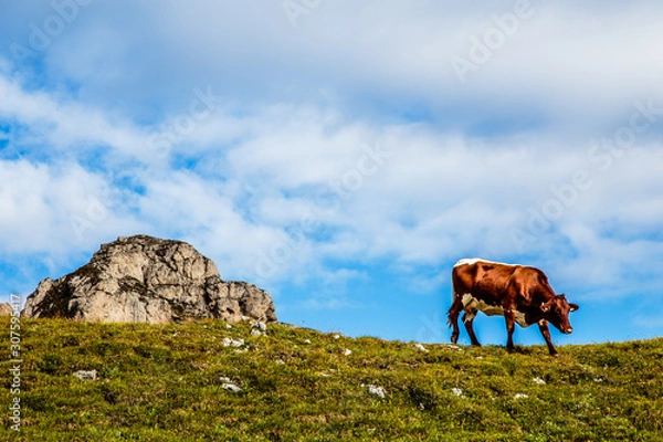 Obraz Mucca