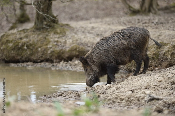 Obraz Sanglier qui boit 