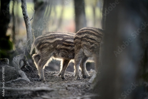 Obraz arrière de marcassin