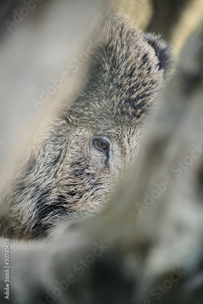 Obraz Oeil de sanglier