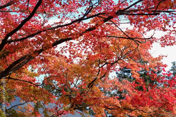 Fototapeta selective focus beautiful leaves in the forrest.
