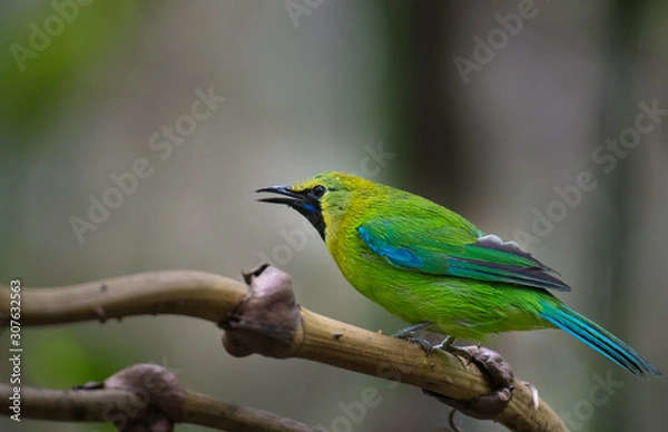Fototapeta Blue-winged Leafbird on branch in nature.