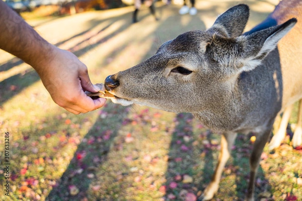 Fototapeta Nara park Feeding  Deer 奈良公園　シカ　餌やり