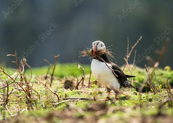 Obraz Puffin building nest.