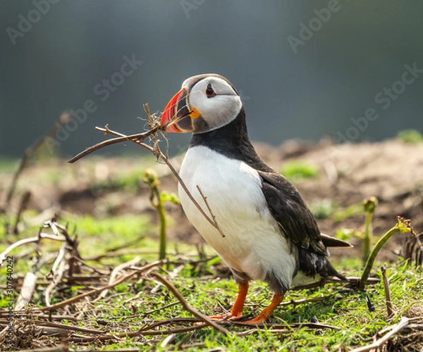 Obraz Puffin building nest.