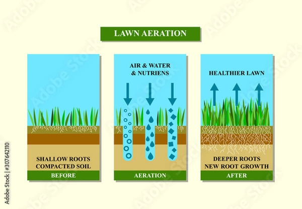 Obraz Lawn aeration before and after, vector illustration.