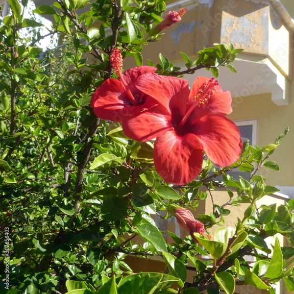 Fototapeta bright flower