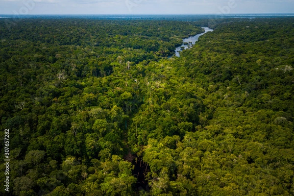 Obraz Amazon Rainforest in Anavilhanas National Park, Amazonas - Brazil