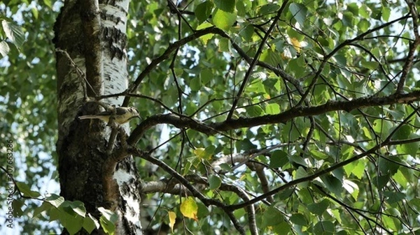 Fototapeta A tit sits on a birch branch.