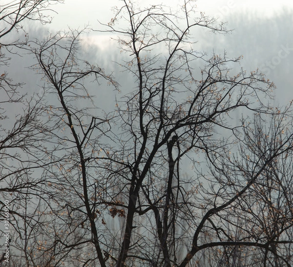 Fototapeta Bare tree branches in the fog at dawn