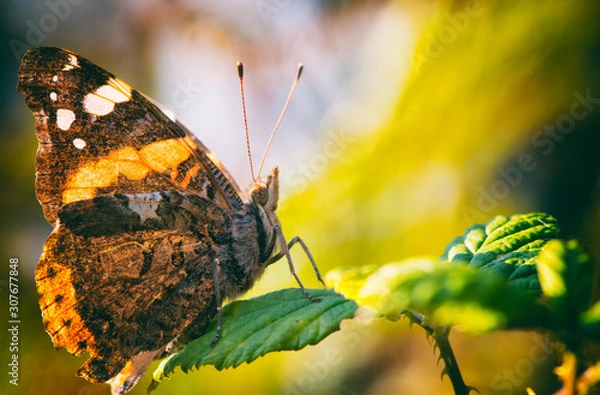 Obraz a butterfly on the leaf