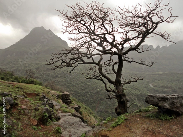Obraz Lonely tree without leaves over the mountain