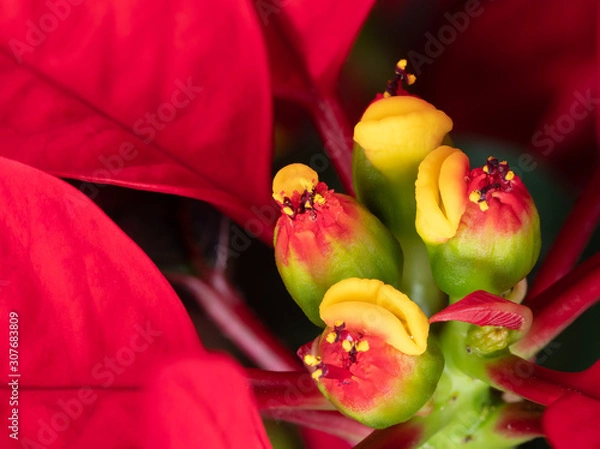Obraz Extreme close up of poinsettia buds