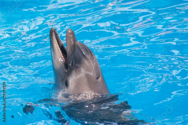 Obraz Trained dolphin in the aquarium, dolphinariums. show with dolphins. the trainer works with a trained dolphin.