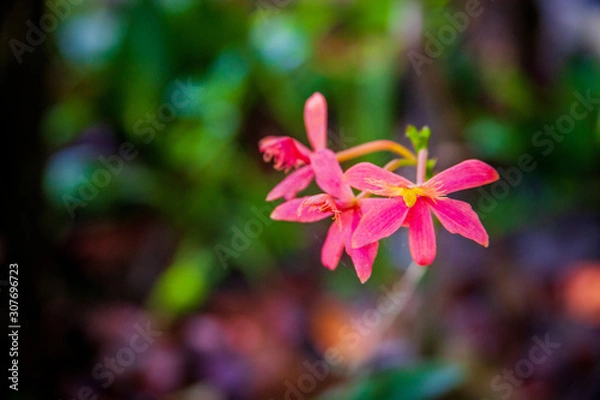 Obraz Spring flowers that represent the biodiversity of the Atlantic Forest. Bahia, Brazil.