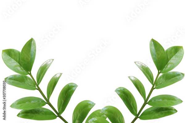 Obraz Green leaf, isolated  white background