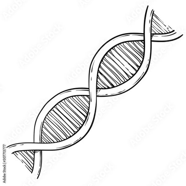 Obraz Line art of DNA, vector sketch hand drawn illustration