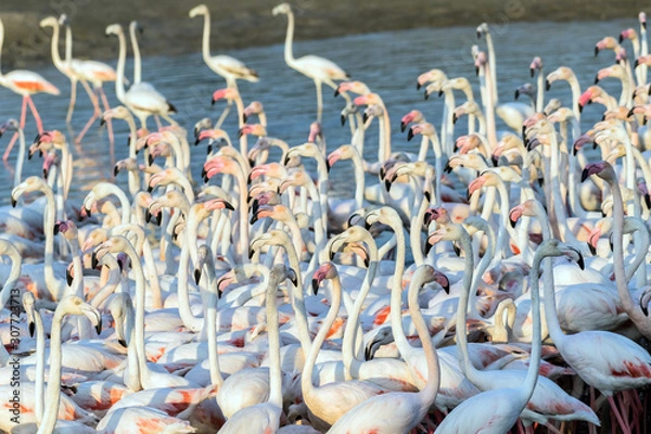 Fototapeta Flock of Flamingos in a Lake