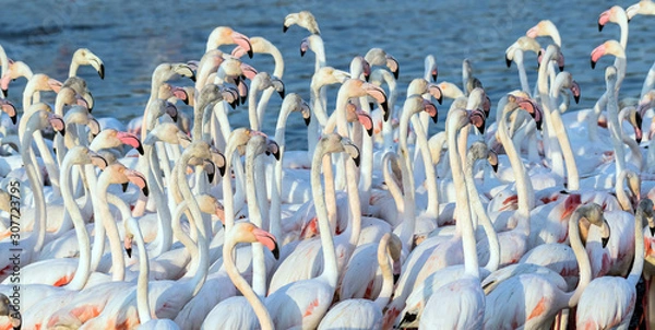 Obraz Flock of Flamingos in a Lake