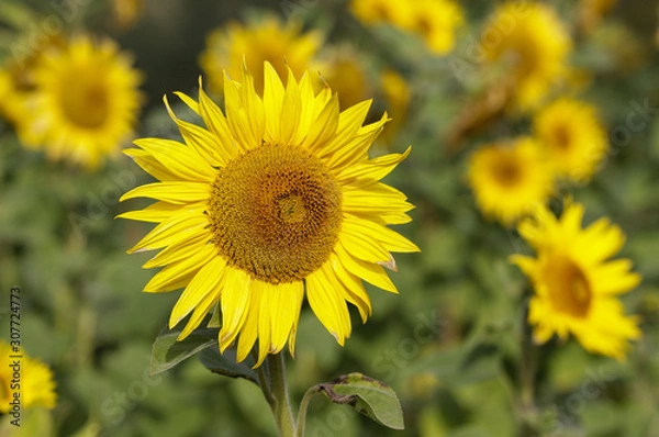 Fototapeta Sunflower natural background. Closeup view of sunflowers in bloom. Sunflower texture and background for design. Organic and natural sunflowers.