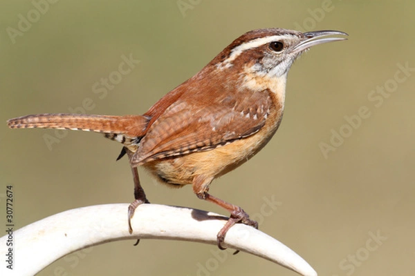 Obraz Carolina Wren Singing On An Antler