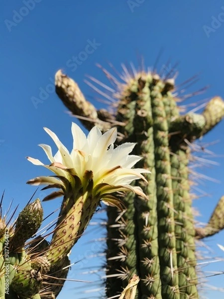 Fototapeta Flor de Cactaceae
