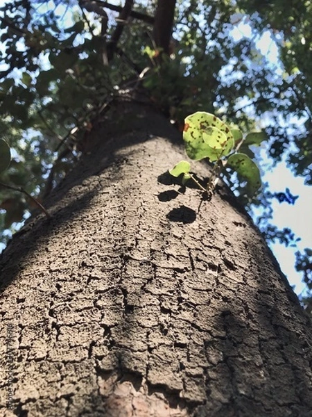 Fototapeta tree on rock