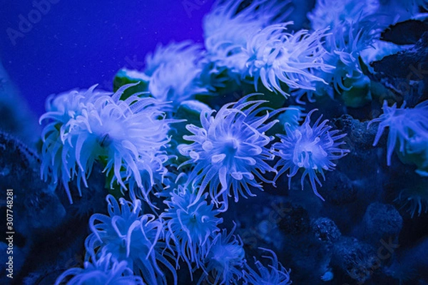Obraz anemone in water