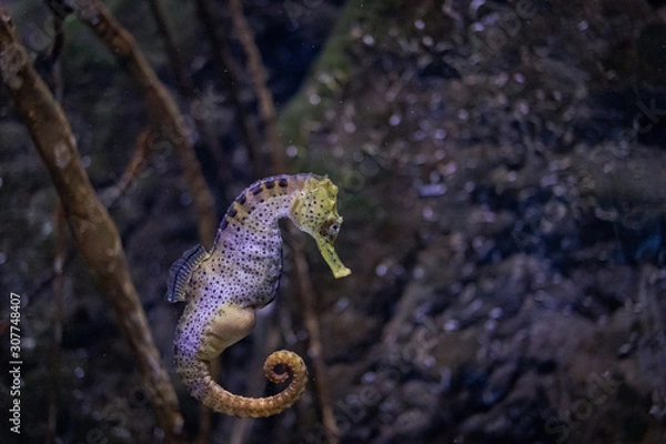 Obraz seahorse