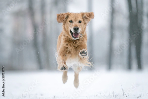 Obraz dog in the snow