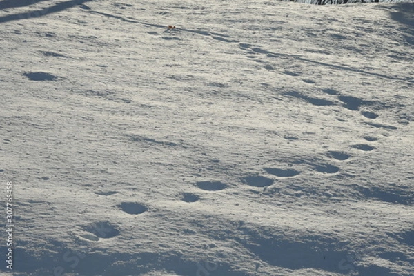 Fototapeta 冬の足跡