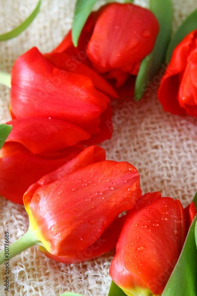 Fototapeta rote tulpen,karte