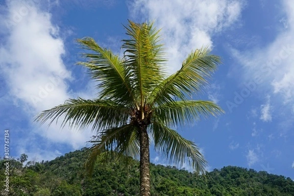 Fototapeta palm tree against blue sky