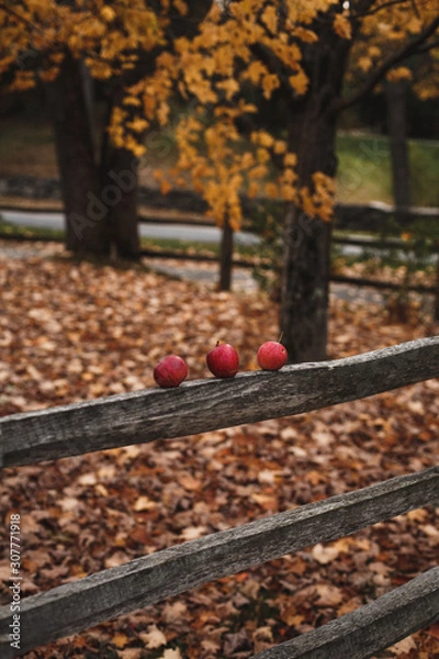 Obraz Fall Apples
