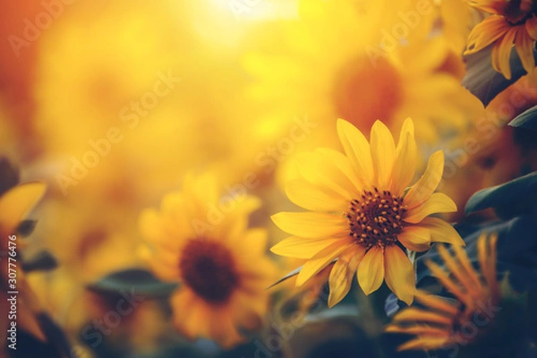 Fototapeta Blooming sunflowers in the summer field and light sunset and color warm.
