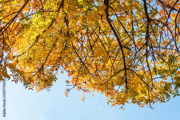 Obraz yellow tree in autumn