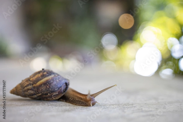 Fototapeta Snail close corner picture Natural bokeh