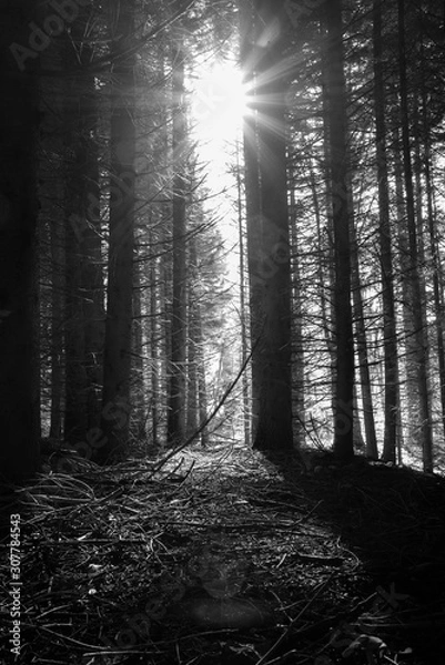 Obraz shapes from trees in the forest