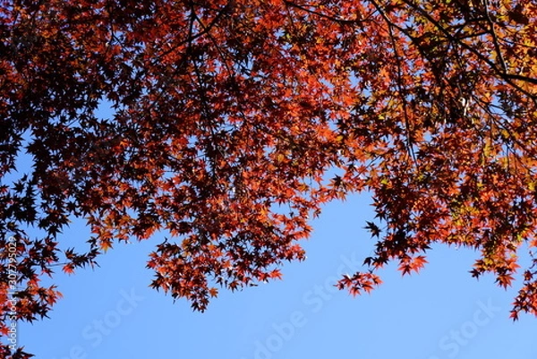 Obraz カラフルな日本の楓の紅葉