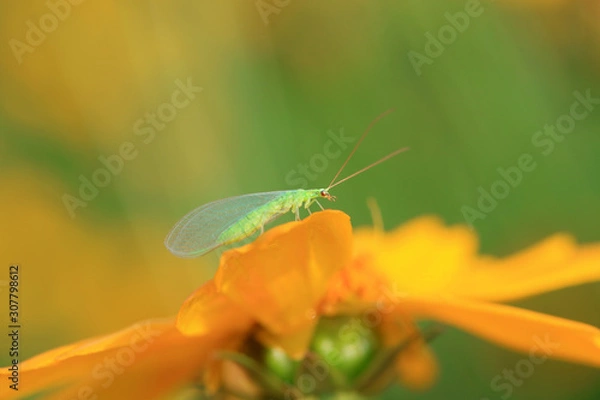 Fototapeta chrysopa pallens