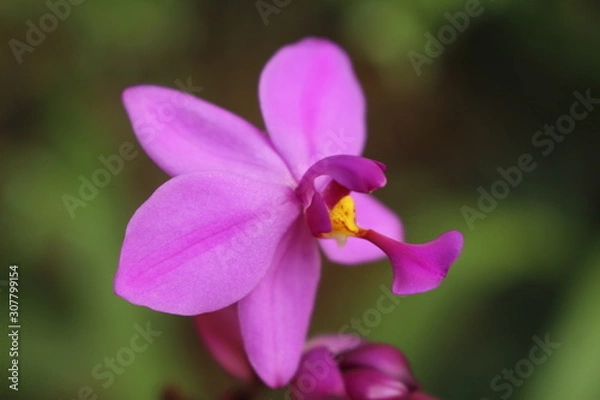 Obraz pinke orchidee