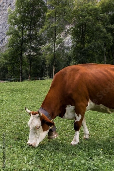 Obraz Cow Eating Grass